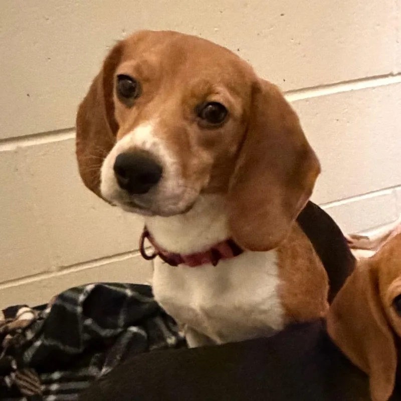 An adult small-sized female Black Beagle dog named Aubrey for adoption in Waukesha, WI