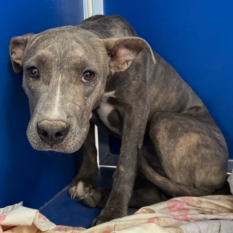 A baby small-sized female Brindle Mixed Breed dog named 108799 for adoption in Las Cruces, NM