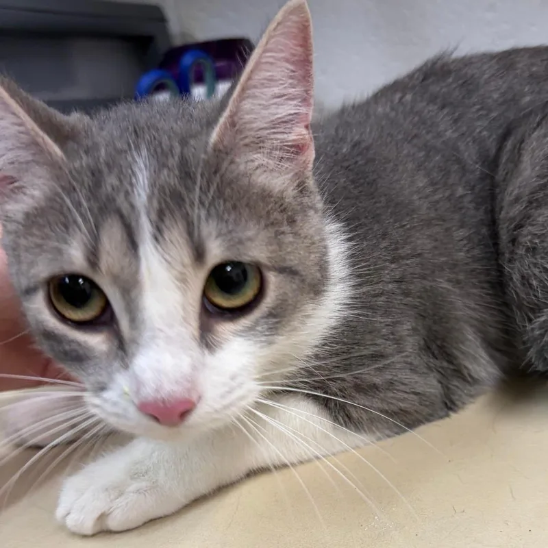 A young medium-sized female Gray / Blue / Silver Domestic Short Hair cat named Penelope for adoption in Ardmore, OK