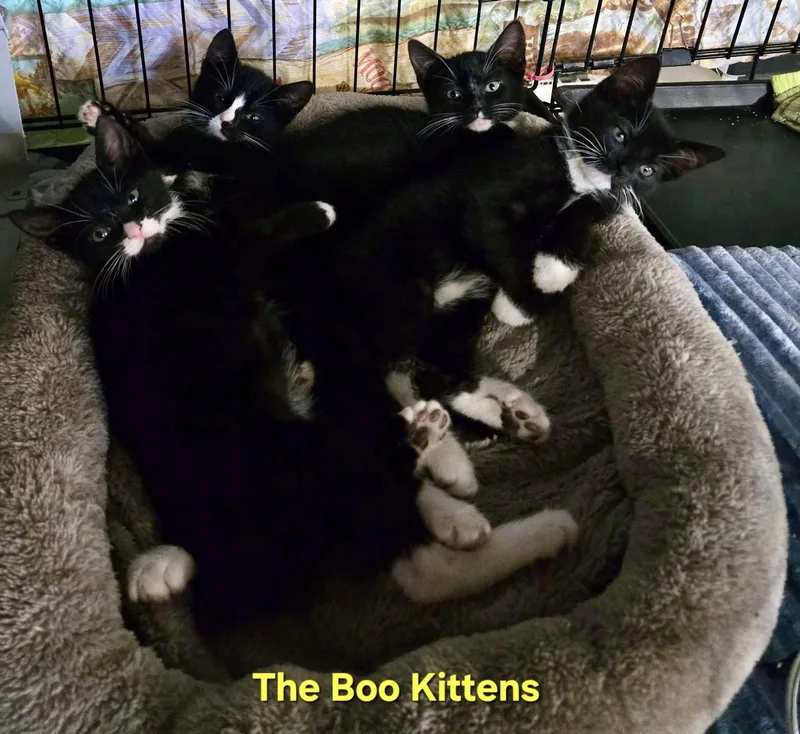 A baby medium-sized male Black & White / Tuxedo Domestic Short Hair cat named Poe for adoption in Penndel, PA