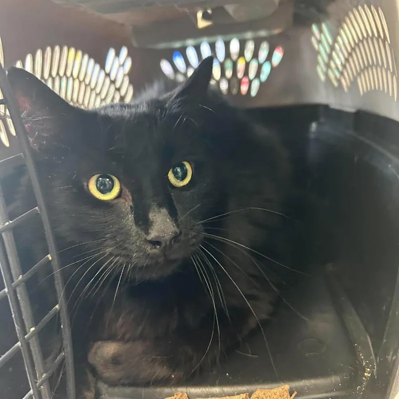 An adult large-sized male Domestic Short Hair cat named Jett for adoption in Madill, OK
