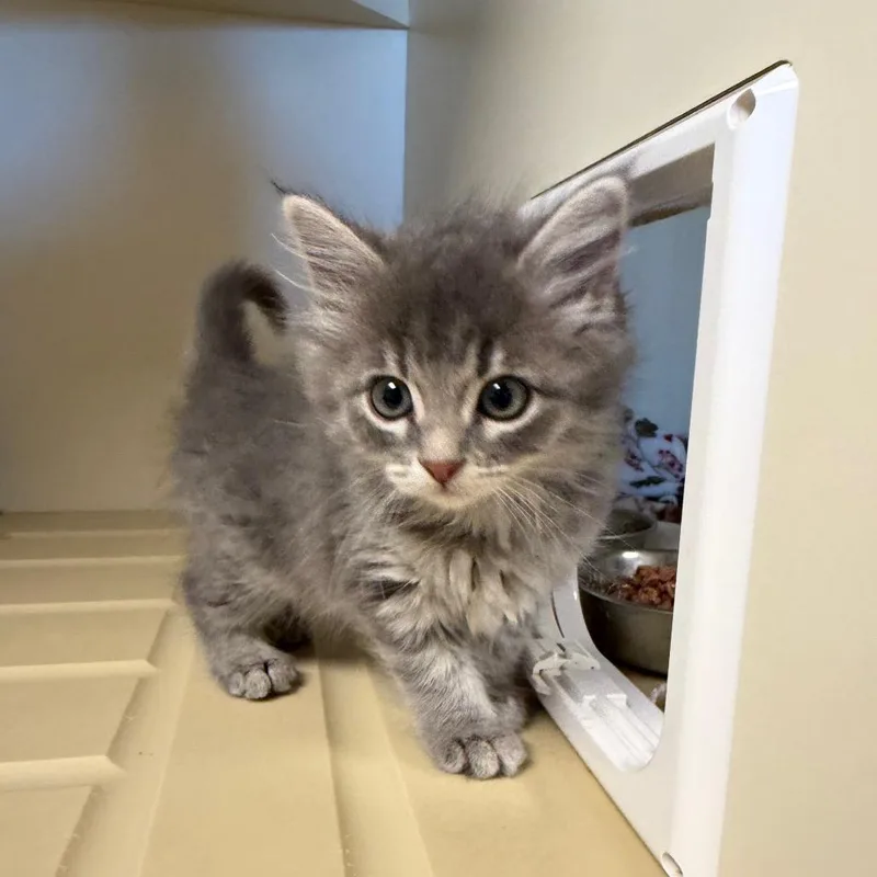 A baby small-sized female Gray / Blue / Silver Domestic Short Hair cat named Lava Girl for adoption in Cody, WY