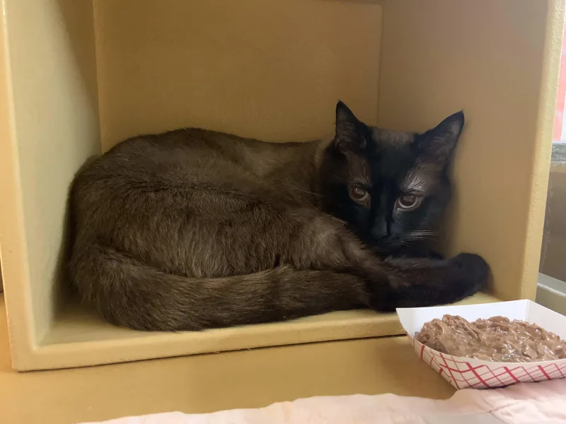 A young medium-sized male Brown / Chocolate Siamese cat named Leo for adoption in Worcester, MA