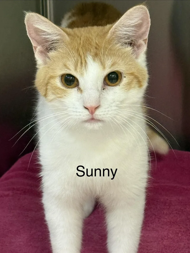 A baby medium-sized male Orange & White Domestic Short Hair cat named Sunny for adoption in Plymouth, MA