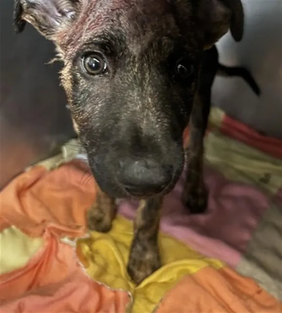 A baby small-sized male Pit Bull Terrier dog named Sabor for adoption in San Bernardino, CA
