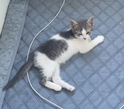 A baby medium-sized female Domestic Short Hair cat named Penne for adoption in Lincoln, CA