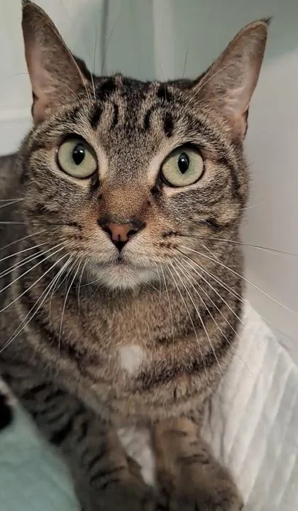An adult small-sized female Domestic Short Hair cat named Owl for adoption in Cumming, GA