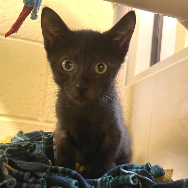 A baby medium-sized male Black Domestic Short Hair cat named Kieran for adoption in Naples, FL