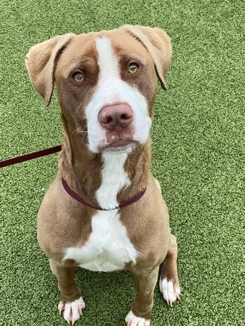 A young large-sized male Pit Bull Terrier dog named Big Boy for adoption in Fayetteville, NC