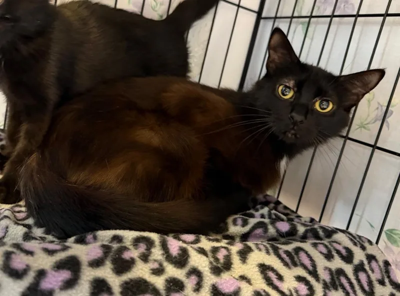 A baby medium-sized female Domestic Short Hair cat named Benzoin for adoption in Cincinnati, OH