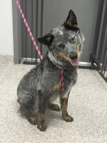 An adult medium-sized male Australian Cattle Dog / Blue Heeler dog named Coleslaw for adoption in Gastonia, NC