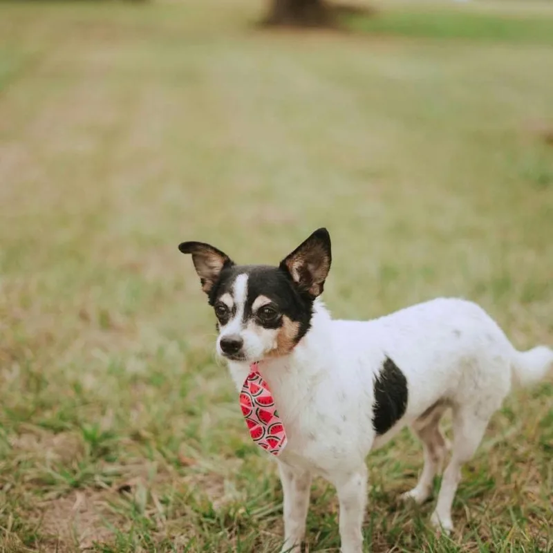 A senior small-sized male White / Cream Chihuahua dog named Maximo Arriving D for adoption in Princeton, MN