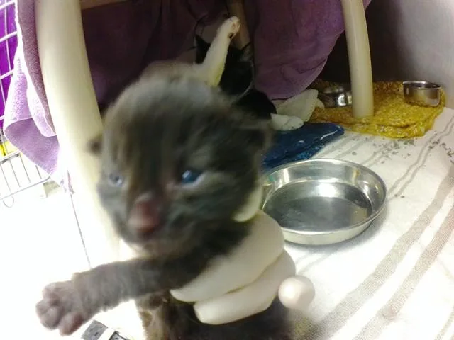 A baby small-sized male Domestic Short Hair cat named Firework for adoption in Omaha, NE
