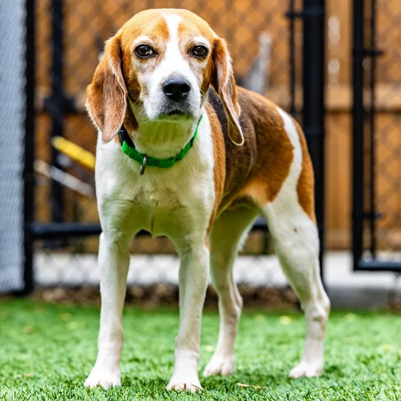 A senior small-sized female Brown / Chocolate Beagle dog named Asiago for adoption in Naperville, IL