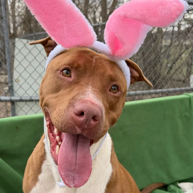 Cornelius thumbnail 2