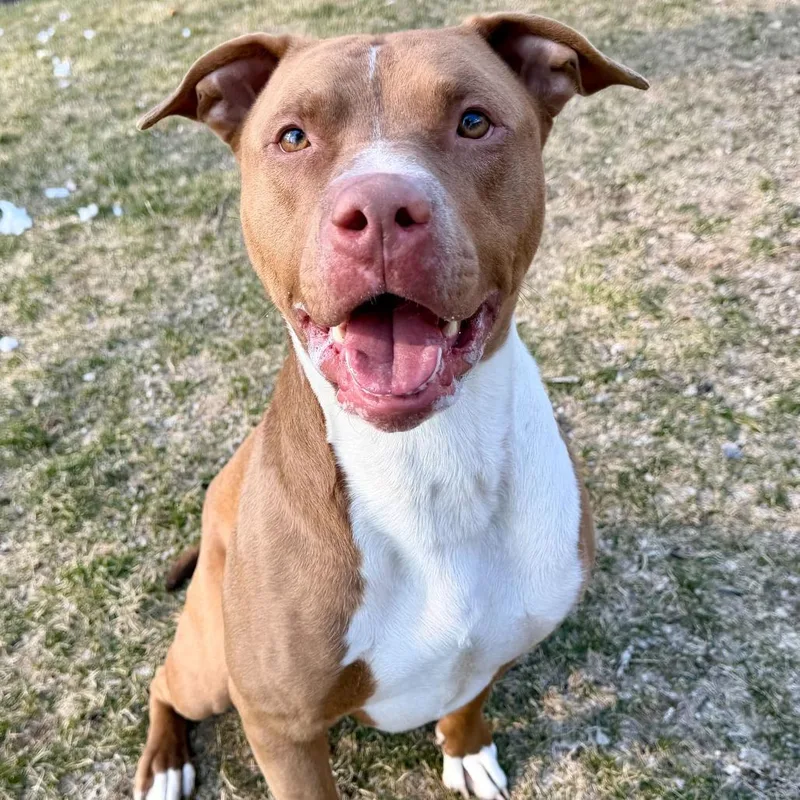 Cornelius thumbnail 3