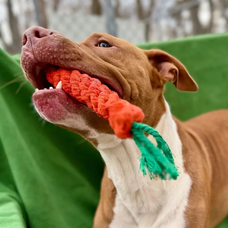 Cornelius thumbnail 5