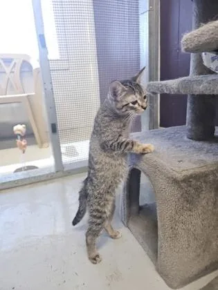 A young medium-sized female Tabby (Brown / Chocolate) Domestic Short Hair cat named Sophie for adoption in Plano, TX