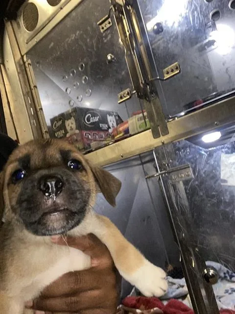 A baby small-sized female Mixed Breed dog named Dragon for adoption in Dallas, TX