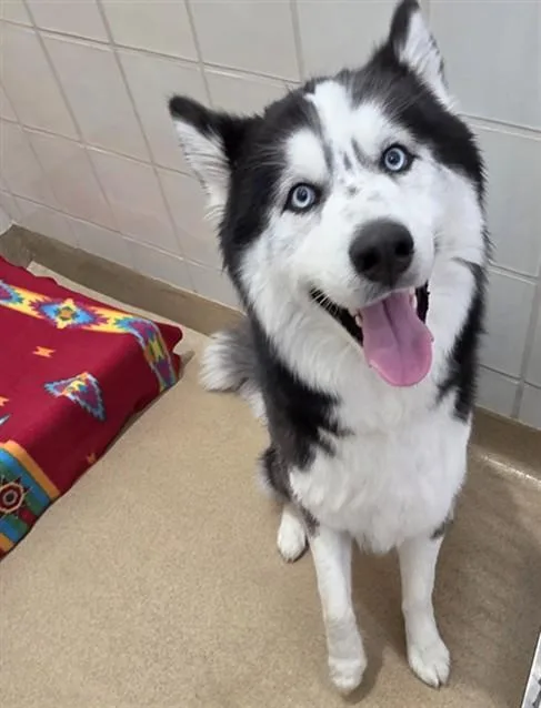 A young medium-sized male Siberian Husky dog named Frost for adoption in Derwood, MD