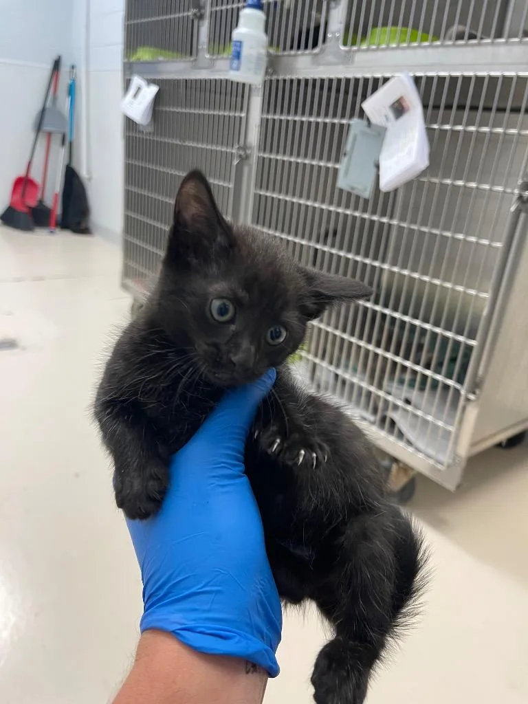 A baby small-sized female Domestic Short Hair cat named Cheese for adoption in Belton, TX