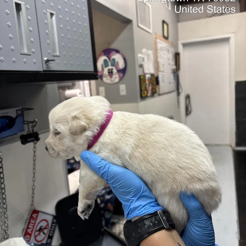 A baby large-sized female White / Cream Great Pyrenees dog named Dodgers for adoption in Springtown, TX