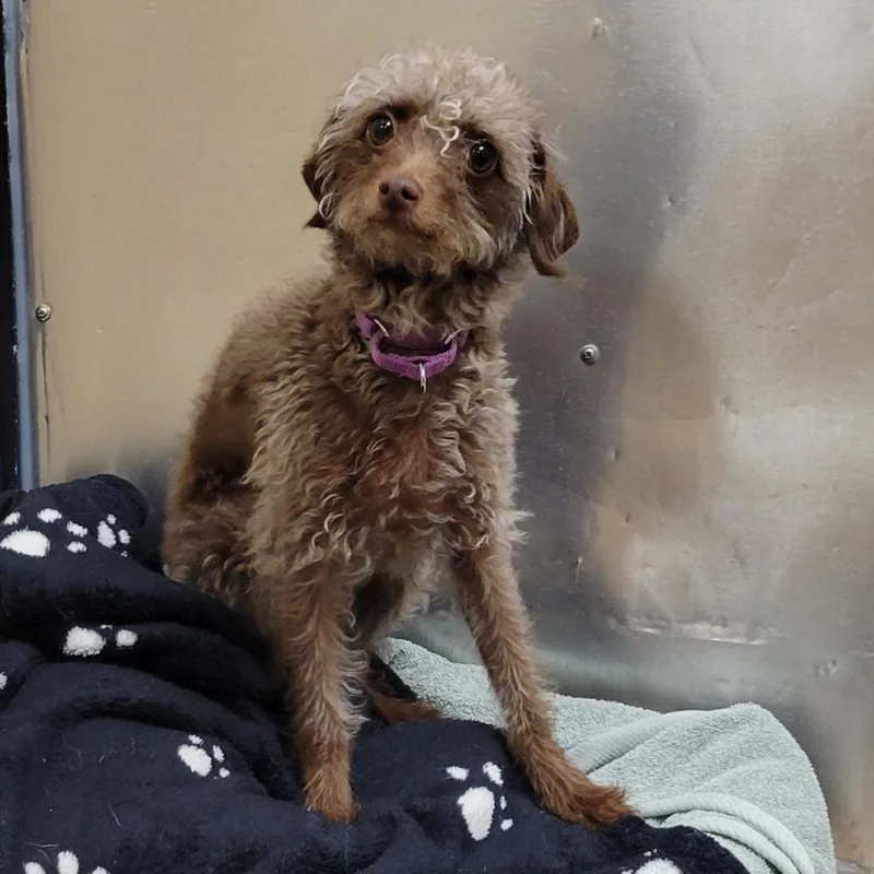 An adult small-sized female Miniature Poodle dog named Monkey for adoption in Tempe, AZ