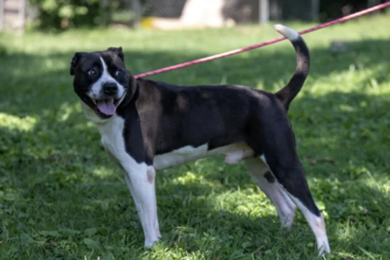 An adult large-sized male Black Mixed Breed dog named Weezy for adoption in Terre Haute, IN