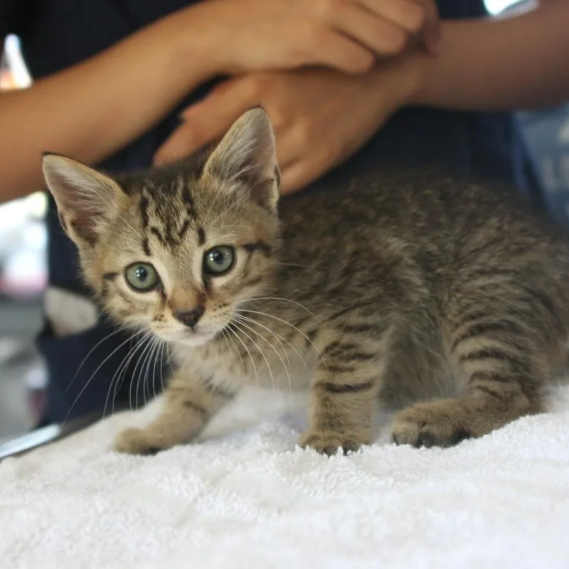 A baby small-sized male Brown / Chocolate Domestic Short Hair cat named WallE for adoption in Chapel Hill, NC