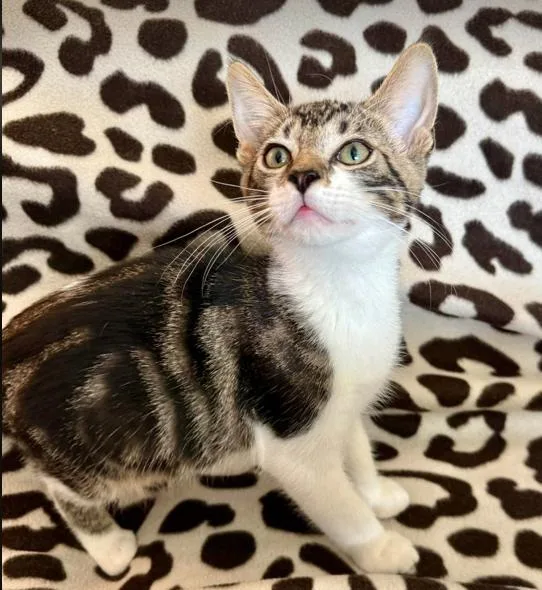 A baby medium-sized male Tabby (Brown / Chocolate) Domestic Short Hair cat named Pikachu for adoption in oceanside, CA