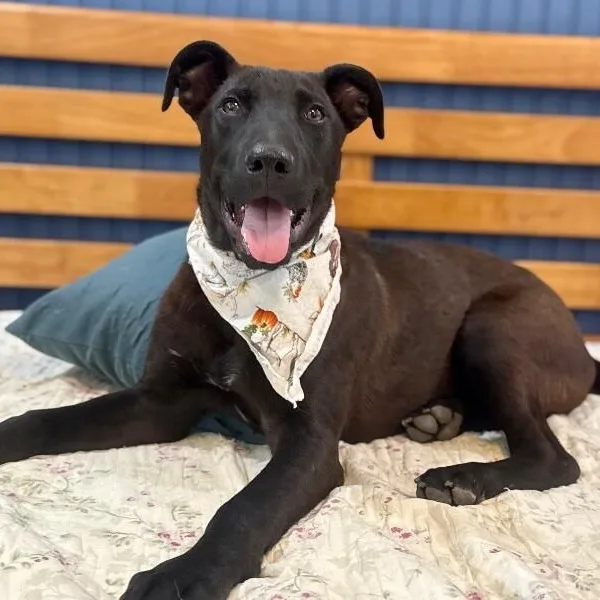 A baby medium-sized male Black Pit Bull Terrier dog named January Baby Bandera for adoption in Friendswood, TX