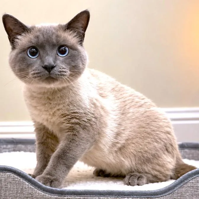 An adult large-sized male Siamese cat named Padfoot  Blue Point for adoption in Danbury, CT