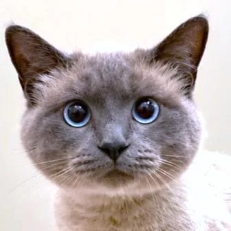 Padfoot  Blue Point thumbnail 3