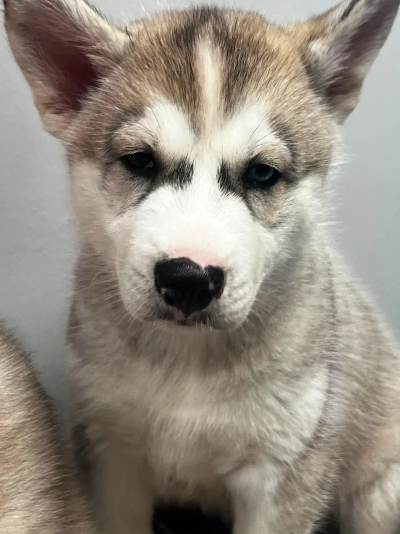 A baby medium-sized male White / Cream Husky dog named Artemis for adoption in Palos Heights, IL