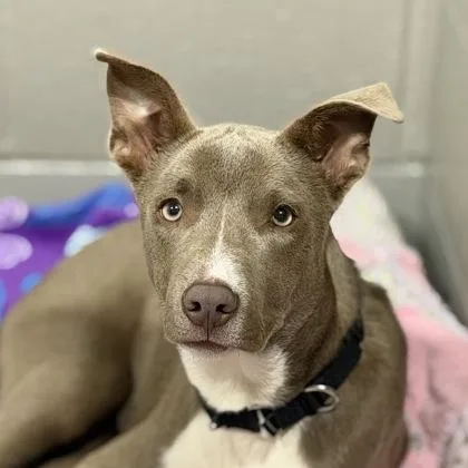 A baby large-sized male Pit Bull Terrier dog named Duke for adoption in Sacramento, CA