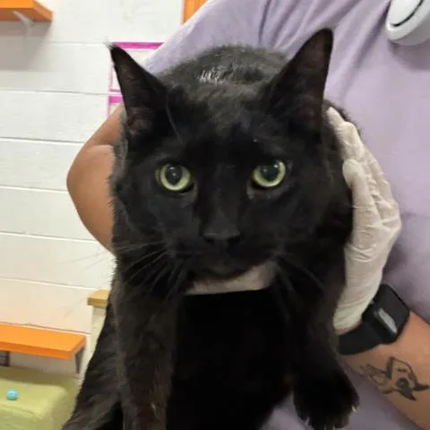 A senior large-sized male Domestic Short Hair cat named Shoyu for adoption in Pensacola, FL