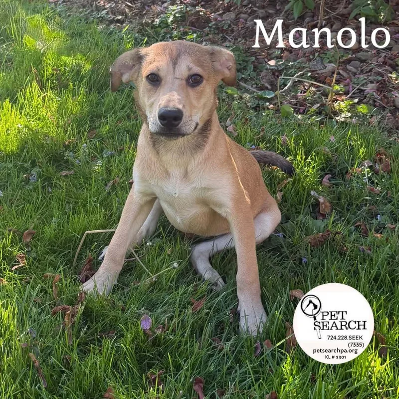 A baby medium-sized male Yellow / Tan / Blond / Fawn Labrador Retriever dog named Manolo for adoption in Washington, PA