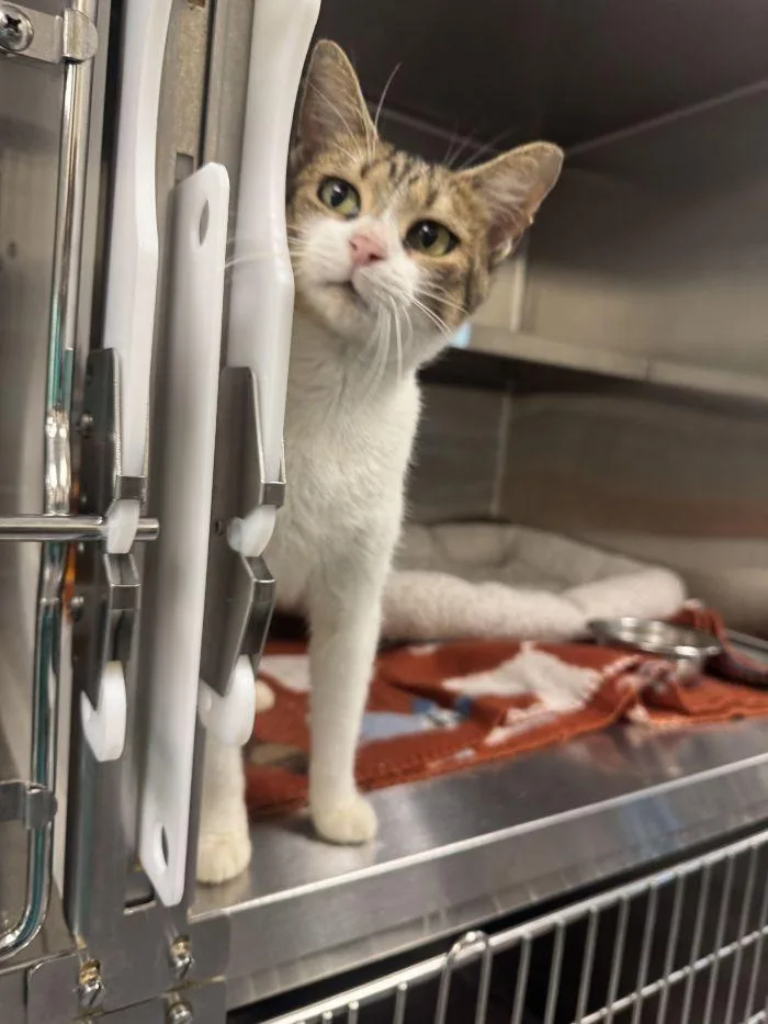 A young medium-sized female Domestic Short Hair cat named Nora for adoption in Hilton Head Island, SC