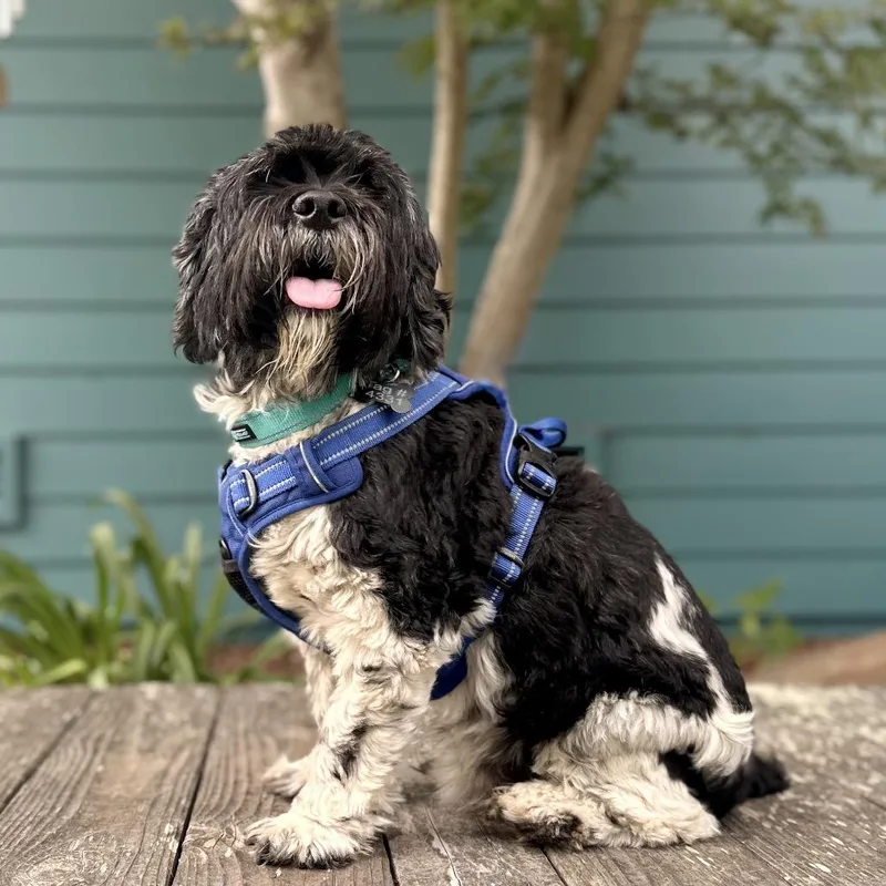 Joon thumbnail 3