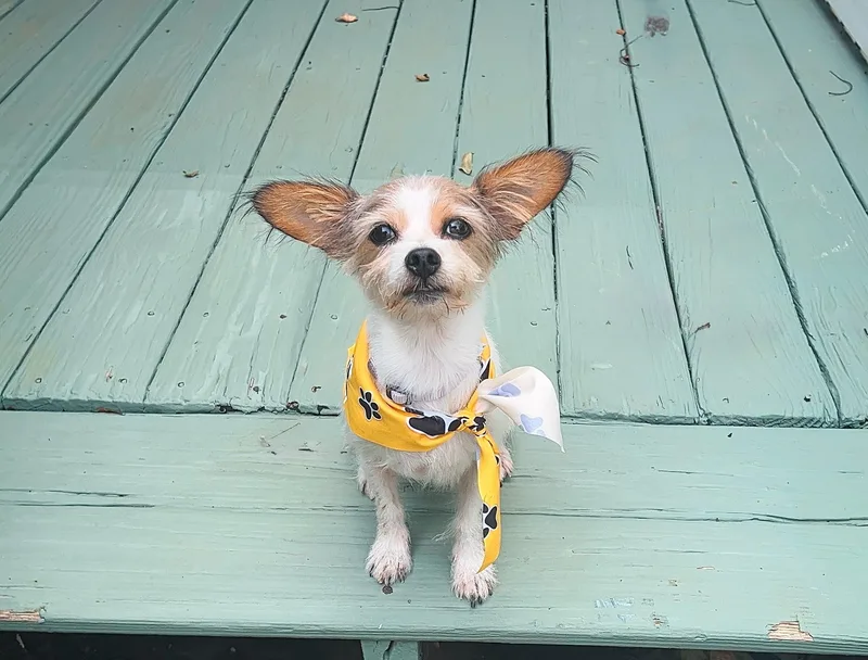 Winnie thumbnail 3