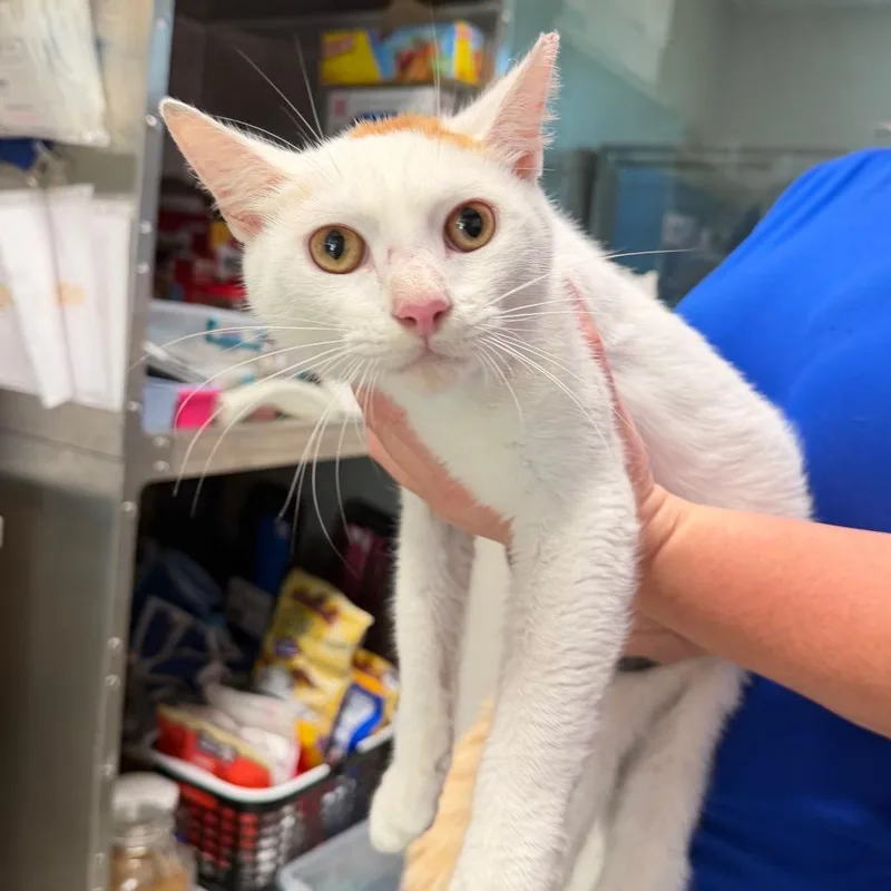 A young medium-sized male White Domestic Short Hair cat named Cream Soda for adoption in Englewood, FL
