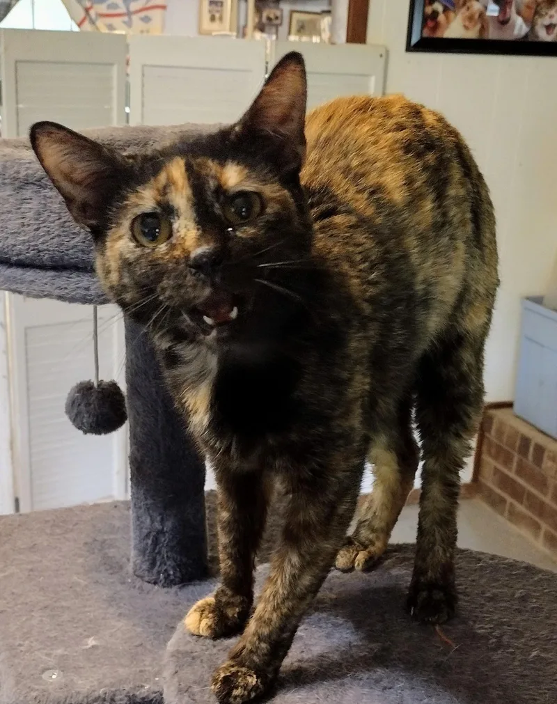 An adult small-sized female Tortoiseshell Domestic Short Hair cat named Tortie for adoption in Mineola, TX