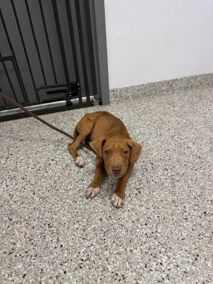A baby small-sized male American Staffordshire Terrier dog named Xander for adoption in Gastonia, NC