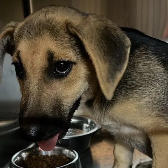 A baby small-sized male German Shepherd Dog dog named Manson for adoption in Gadsden, AL