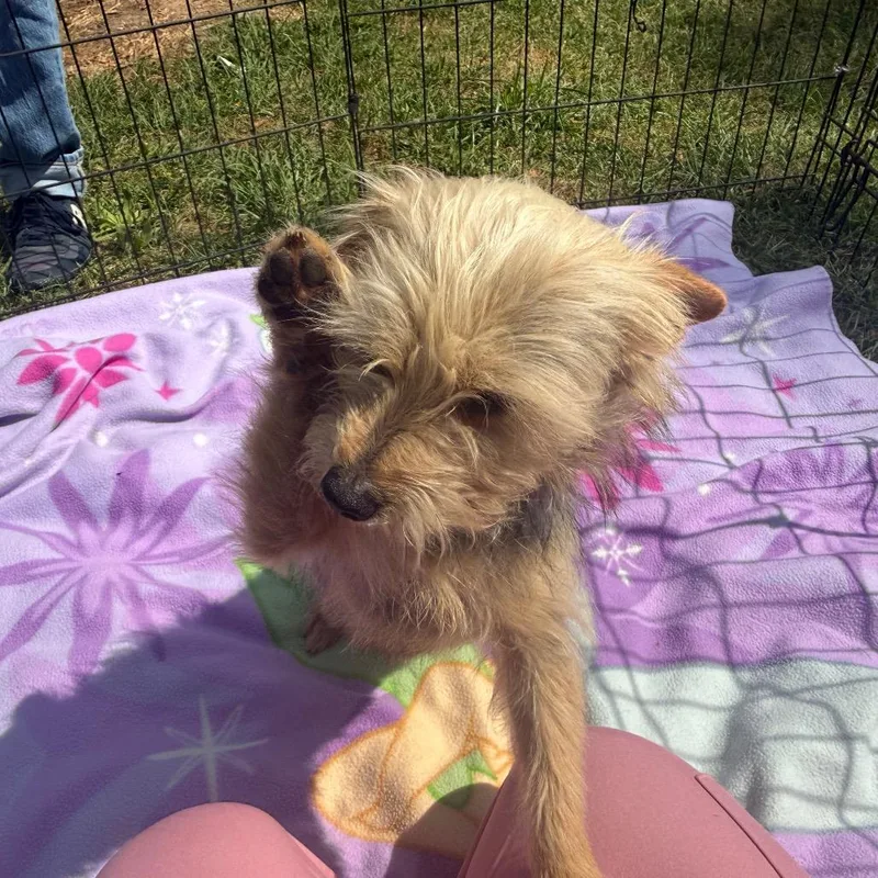 Hermione thumbnail 2