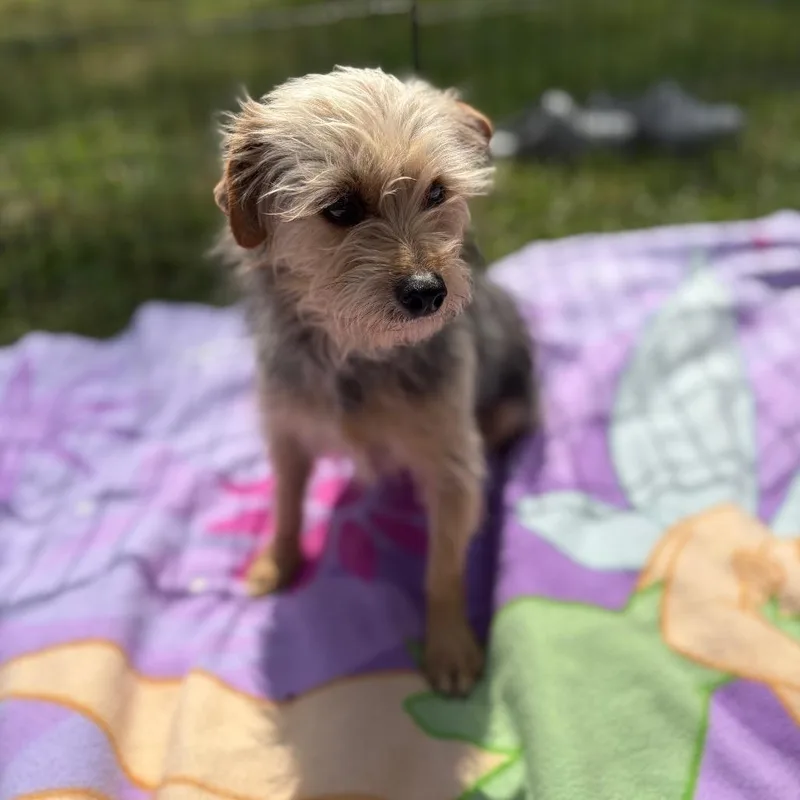 Hermione thumbnail 3