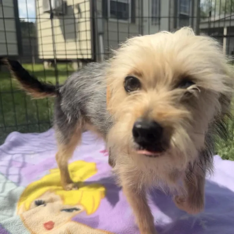 Hermione thumbnail 4