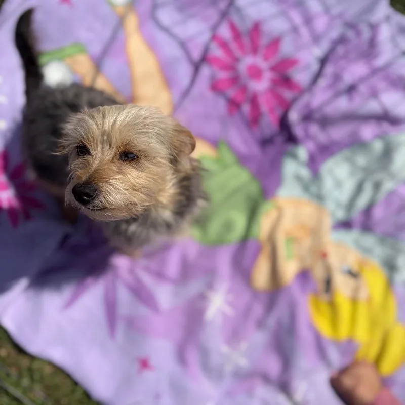 Hermione thumbnail 6