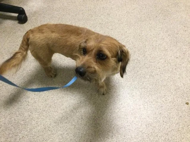 An adult small-sized male Terrier dog named Chiquete for adoption in Riverside, CA