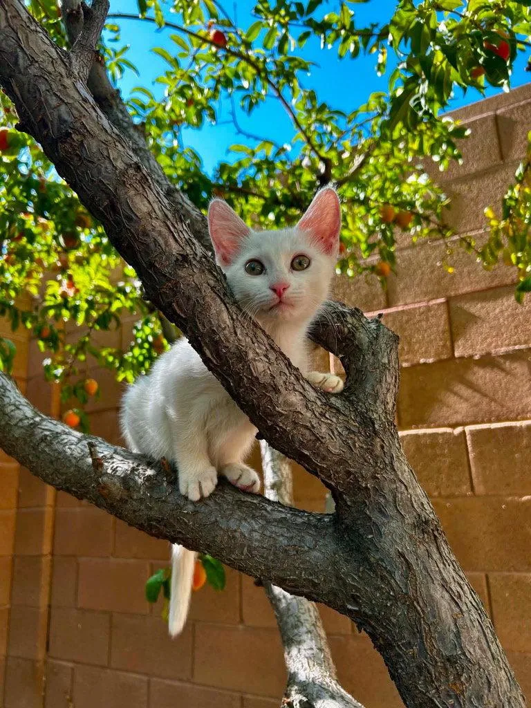 A baby small-sized female White Domestic Medium Hair cat named CeCe for adoption in Saint George, UT
